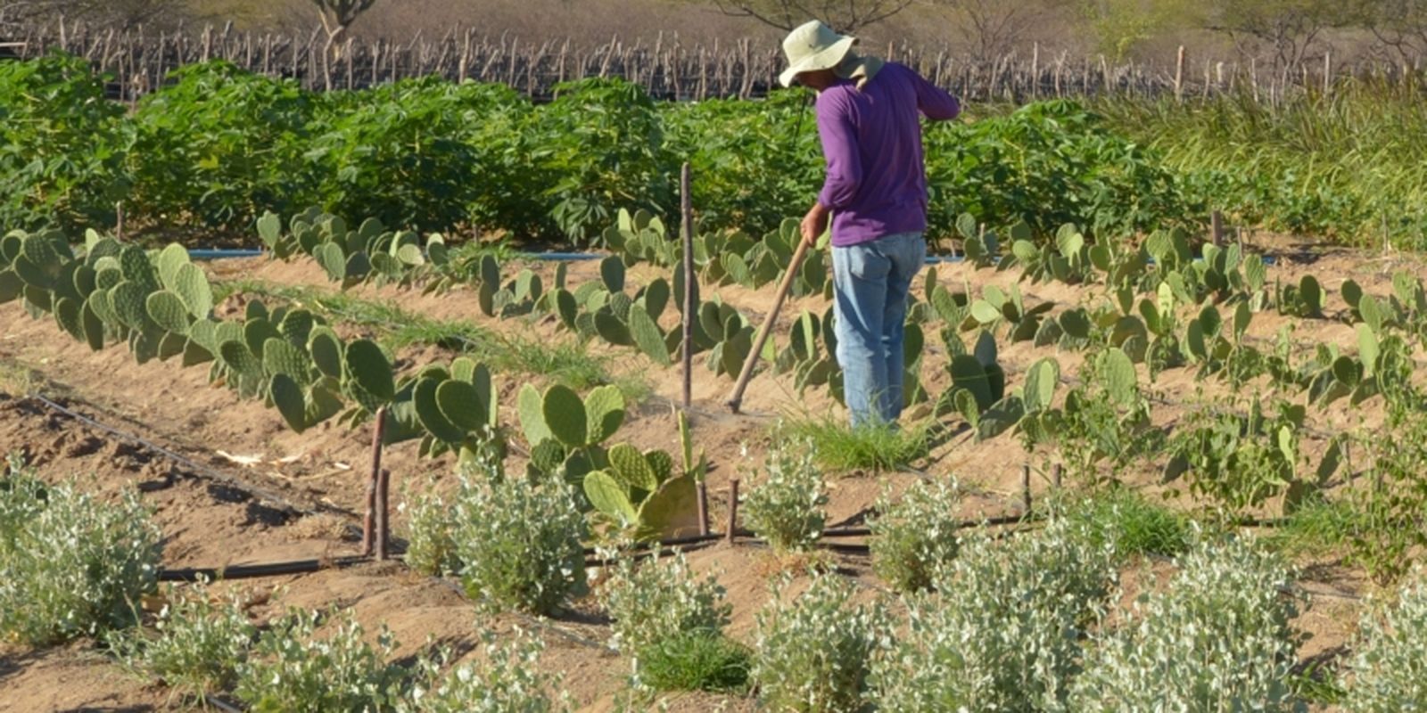 Estudo mostra ganhos necessários para vida digna em áreas do semiárido