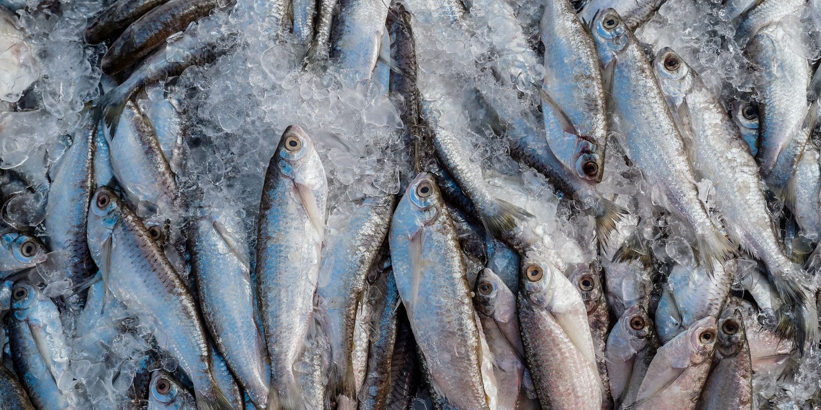 Abipesca pede crédito emergencial para reduzir impacto do tarifaço