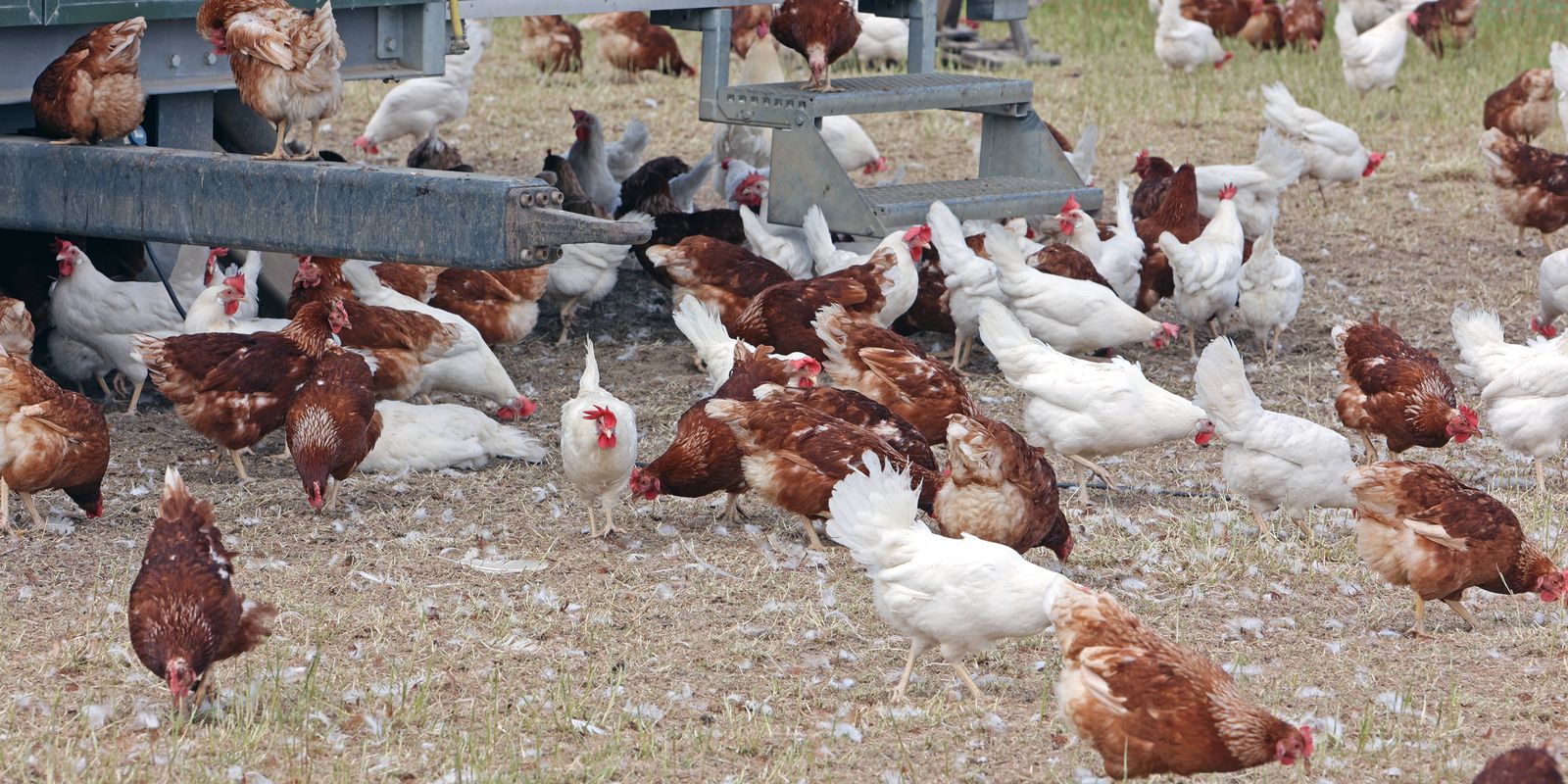 Ceará registra foco de gripe aviária em criação doméstica