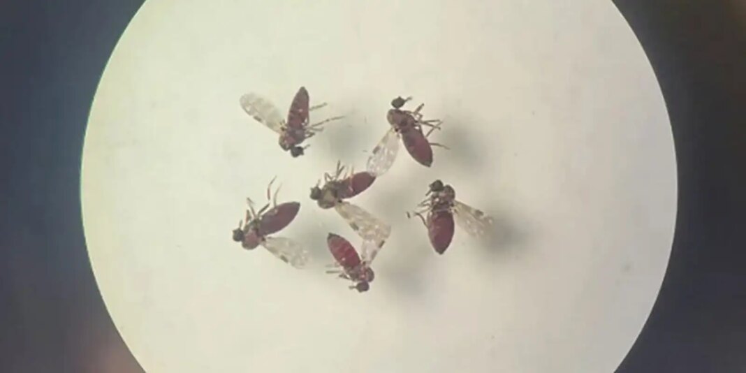 Estudo explica diferença de sintomas entre febre do Oropouche e dengue