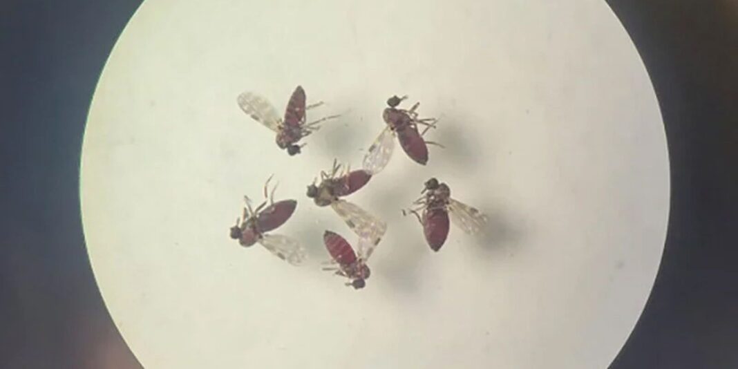 Subnotificados, casos de oropouche atingem 2% da população brasileira